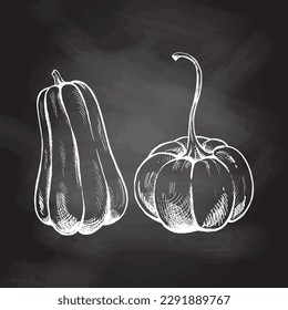 Ilustración vegetal dibujada a mano por vectores. Dibujo detallado de calabazas dibujadas a mano de estilo retro aislado en el fondo de la pizarra. Esbozo vintage para etiquetas, empaquetado y diseño de tarjetas.