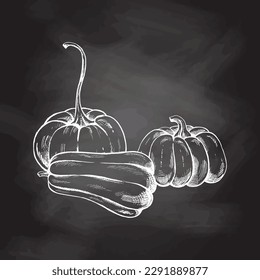 Vector hand drawn vegetable Illustration. Detailed retro style hand-drawn pumpkins sketch isolated on chalkboard  background. Vintage sketch element for labels, packaging and cards design.