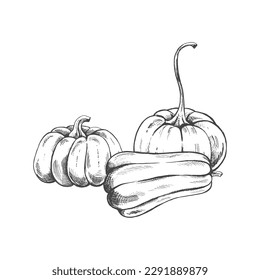 Vector hand drawn vegetable Illustration. Detailed retro style hand-drawn pumpkins sketch isolated on white background. Vintage sketch element for labels, packaging and cards design.