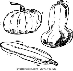 Vector hand drawn vegetable Illustration. hand-drawn pumpkins sketch. Sketch element for labels, packaging and cards design.