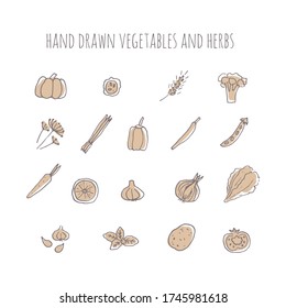 Vector hand drawn vegetables and herbs. Hand drawn icons.
