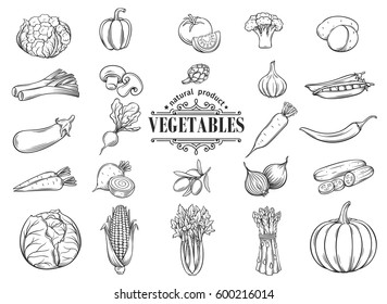 Vector hand drawn vegetables icons set. Decorative retro style collection farm product restaurant menu, market label.