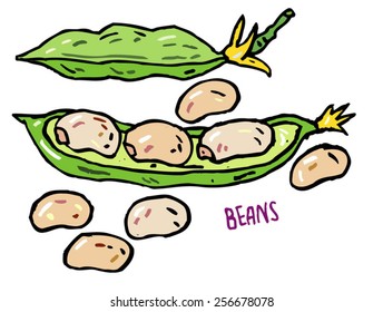 Vector hand drawn vegetables isolated - beans