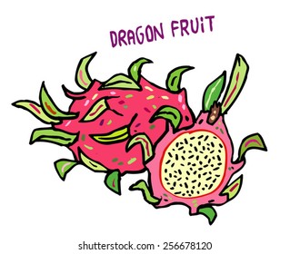 Vector hand drawn vegetables isolated - dragon fruit