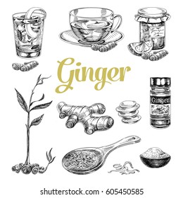 Vector hand drawn vintage ginger illustration. Sketch. Retro style.