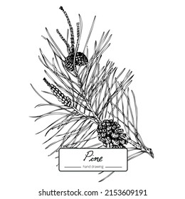 Vector hand drawn vintage pine tree. Botanical black and white graphics