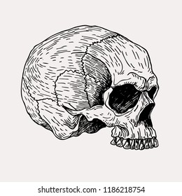 Vector hand drawn vintage skull illustration. Graphic sketch for posters, tattoo, clothes, t-shirt design, pins, patches, badges, stickers.