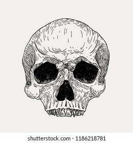 Vector hand drawn vintage skull illustration. Graphic sketch for posters, tattoo, clothes, t-shirt design, pins, patches, badges, stickers.