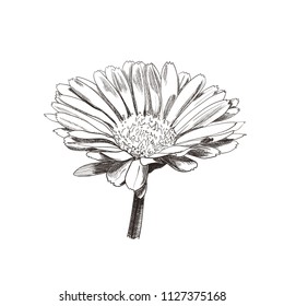 Vector Hand Drawn Vintage Style Flower, Daisy Flower Head, Plant Botanical Illustration, Calendula Sketch, Black Lines Isolated on White Background.