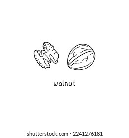 Vector hand drawn walnut illustration isolated on white background.