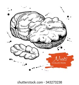 Vector hand drawn walnut illustration. Engraved collection.