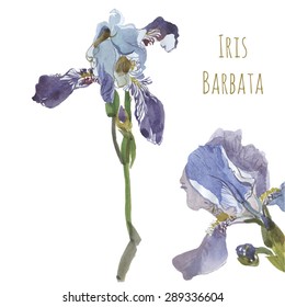 Vector Hand Drawn Watercolor artwork Illustration Summer Flower Iris blue Flower Set 
