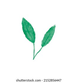 Vector hand drawn watercolor illustration isolated on white background. Botanical clipart. Green branch leaves, herbs. Floral Design elements for wedding invitations, greeting cards, posters, blogs