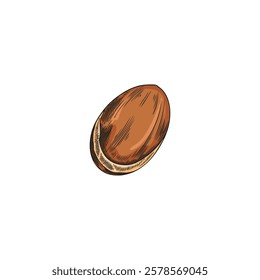 Vector hand drawn watercolor illustration of argan nut. Outline color sketch of argan tree fruit. Beauty and spa, cosmetic ingredient. Organic plant. Isolated background.