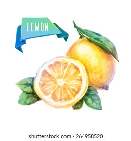 Vector hand drawn watercolor painting fruit lemon on white background. 