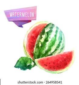 Vector hand drawn watercolor painting fruit watermelon on white background. 