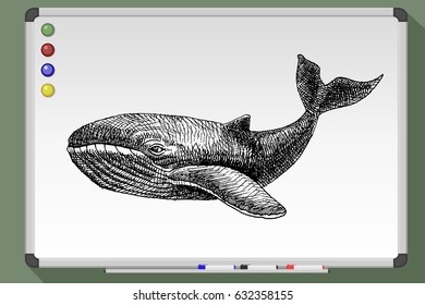 Vector hand drawn whale illustration on whiteboard