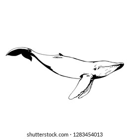 Vector hand drawn Whale outline doodle icon. Whale sketch illustration for print, web, mobile and infographics isolated on white background.