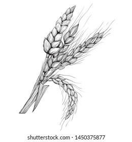 Vector hand drawn wheat ears
Drawing of bunch of grain ears. Cereal illustration in vintage style.
wheat grain,granule, kernel,corn,rye,barley,oats,pic,buckwheat,grass,bran