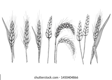 Vector hand drawn wheat ears set.
Drawing of bunch of grain ears. Cereal illustration in vintage style.
wheat grain,granule, kernel,corn,rye,barley,oats,pic,buckwheat,grass,bran
