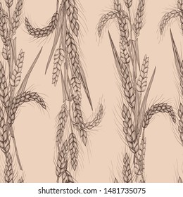 Vector hand drawn wheat ears seamless pattern.
Farm field illustration.For packing.Bunch of grain barley.Banner design. Barley illustration in vintage style.Wheat ,granule, kernel,corn,rye,barley,oats
