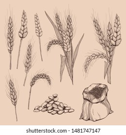 handgezeichnete Weizenähren
Zeichnen von Körnerohren. Cereale Illustration im Vintage-Stil.
Weizenkörner, Körner, Kernel, Mais, Roggen, Gerste, Hafer, pic, Buchweizen, Gras, Kleie