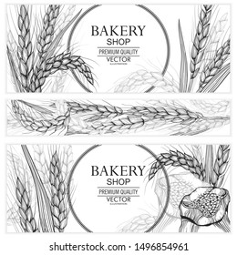 Vector hand drawn wheat ears set.
Farm field illustration. For packing.Bunch of grain barley.Banner design. Barley illustration in vintage style. Wheat grain, granule, kernel, corn, rye, barley, oats