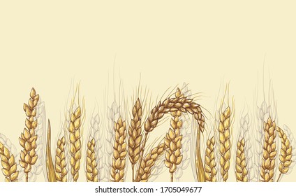 Vector hand drawn wheat