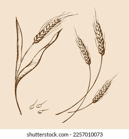 vector hand drawn wheat ears sketch doodle. Bunch of wheat ears, dried whole grains. Cereal harvest, agriculture, organic farming, healthy food symbol. Bakery design element