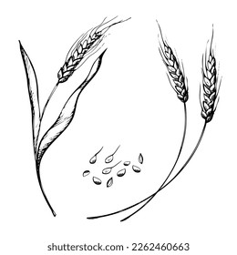 los orejas de trigo dibujadas a mano vectorial esbozan el doodle. Montón de orejas de trigo, granos enteros secos. Cosecha de cereales, agricultura, agricultura orgánica, símbolo alimentario saludable. Elemento de diseño de panadería