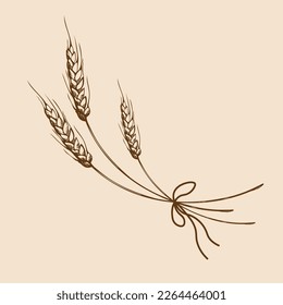 vector hand drawn wheat ears sketch doodle. Bunch of wheat ears, dried whole grains. Cereal harvest, agriculture, organic farming, healthy food symbol. Bakery design element.Vector