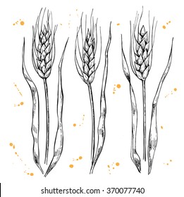 Vector hand drawn wheat ears set. Great illustration for bakery.