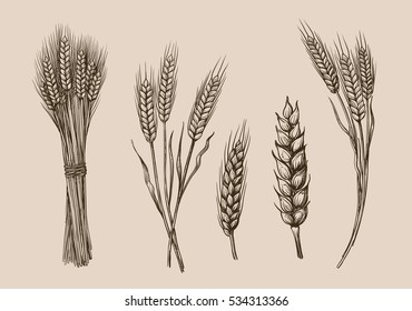 vector hand drawn wheat ears sketch doodle