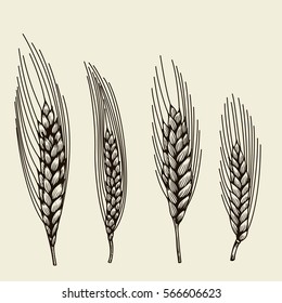 vector hand drawn wheat ears sketch doodle