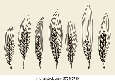 vector hand drawn wheat ears sketch doodle Isolated on beige