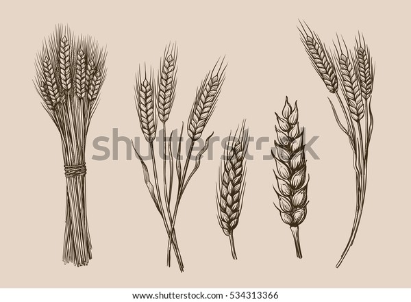 vector hand drawn\
wheat ears sketch\
doodle