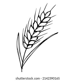 Vector hand drawn wheat illustration. Isolated doodle on white background. Harvest clipart. Farm market product.