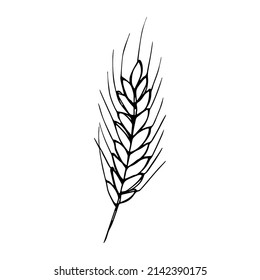 Vector hand drawn wheat illustration. Isolated doodle on white background. Harvest clipart. Farm market product.