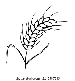 Vector hand drawn wheat illustration. Isolated doodle on white background. Harvest clipart. Farm market product.