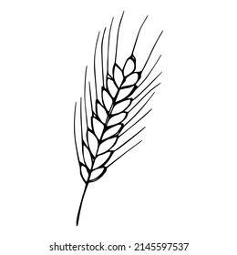 Vector hand drawn wheat illustration. Isolated doodle on white background. Harvest clipart. Farm market product.