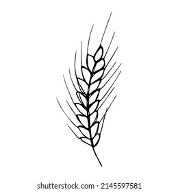 Vector hand drawn wheat illustration. Isolated doodle on white background. Harvest clipart. Farm market product.