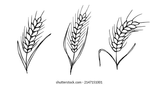 Vector hand drawn wheat illustration. Isolated doodle on white background. Harvest clipart. Farm market product.