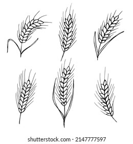 Vector hand drawn wheat illustration. Isolated doodle on white background. Harvest clipart. Farm market product.