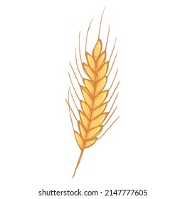Vector hand drawn wheat illustration. Isolated doodle on white background. Harvest clipart. Farm market product.