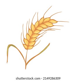 Vector hand drawn wheat illustration. Isolated doodle on white background. Harvest clipart. Farm market product.