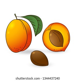 vector hand drawn a whole apricot, half with the pit of the apricot. Decorative retro style collection farm product restaurant menu, market label