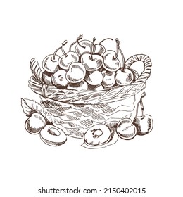 Vector hand drawn wicker basket with cherries. Isolated hand drawn wicker berry basket on white background. Summer fruit engraved style illustration. Great for label, poster, print.