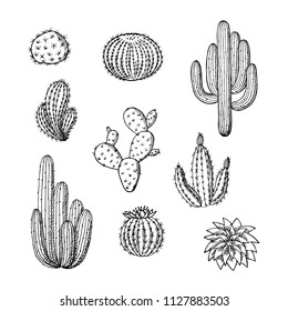 Vector hand drawn wild cacti plants set. Succulent cactus desert plants isolated on white backgrund. Different types of cacti collection illustration