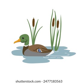 vector hand drawn wild duck and lesser bulrush, wild water bird and plants isolated at white background, mallard swim in water ,isolated nature design element