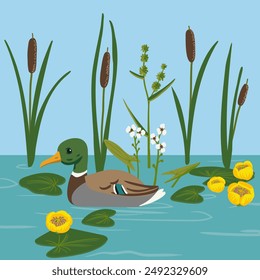 vector hand drawn wild duck and lesser bulrush, wild water bird and plants isolated at white background, mallard swim in water ,isolated nature design element